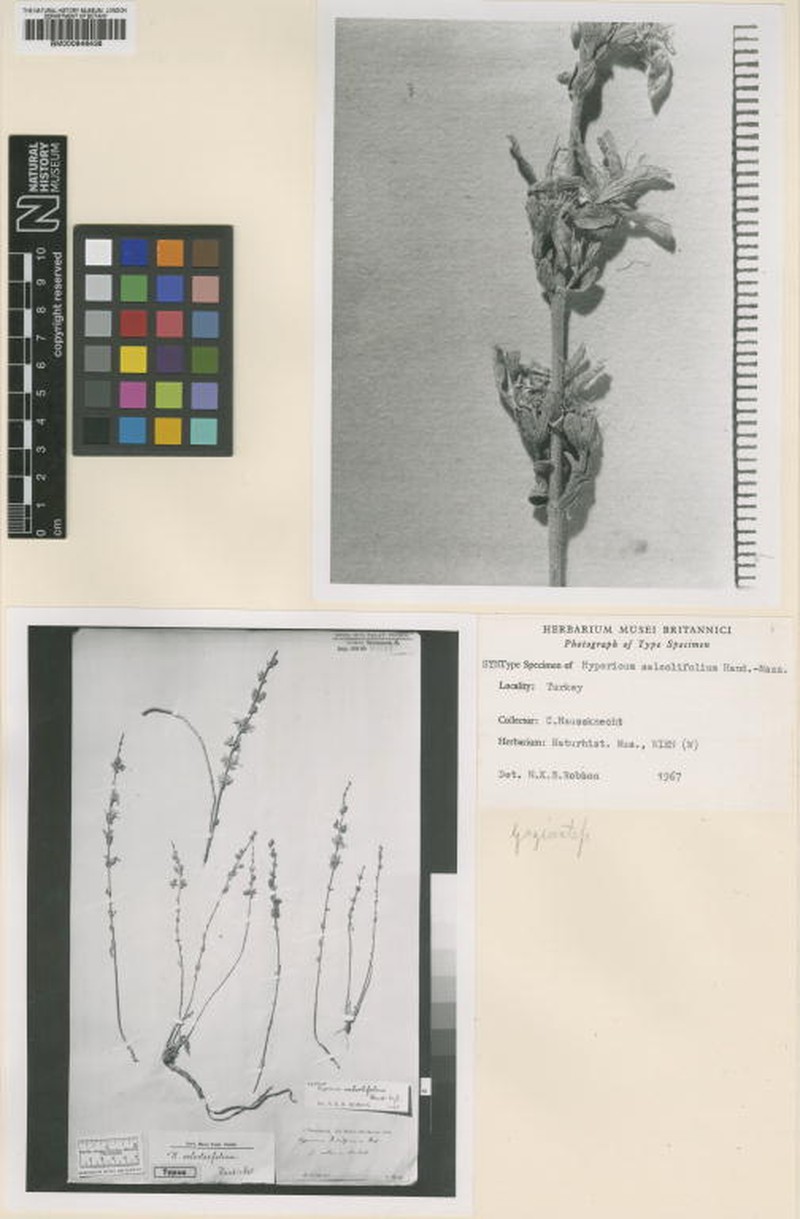 Hypericum salsolifolium