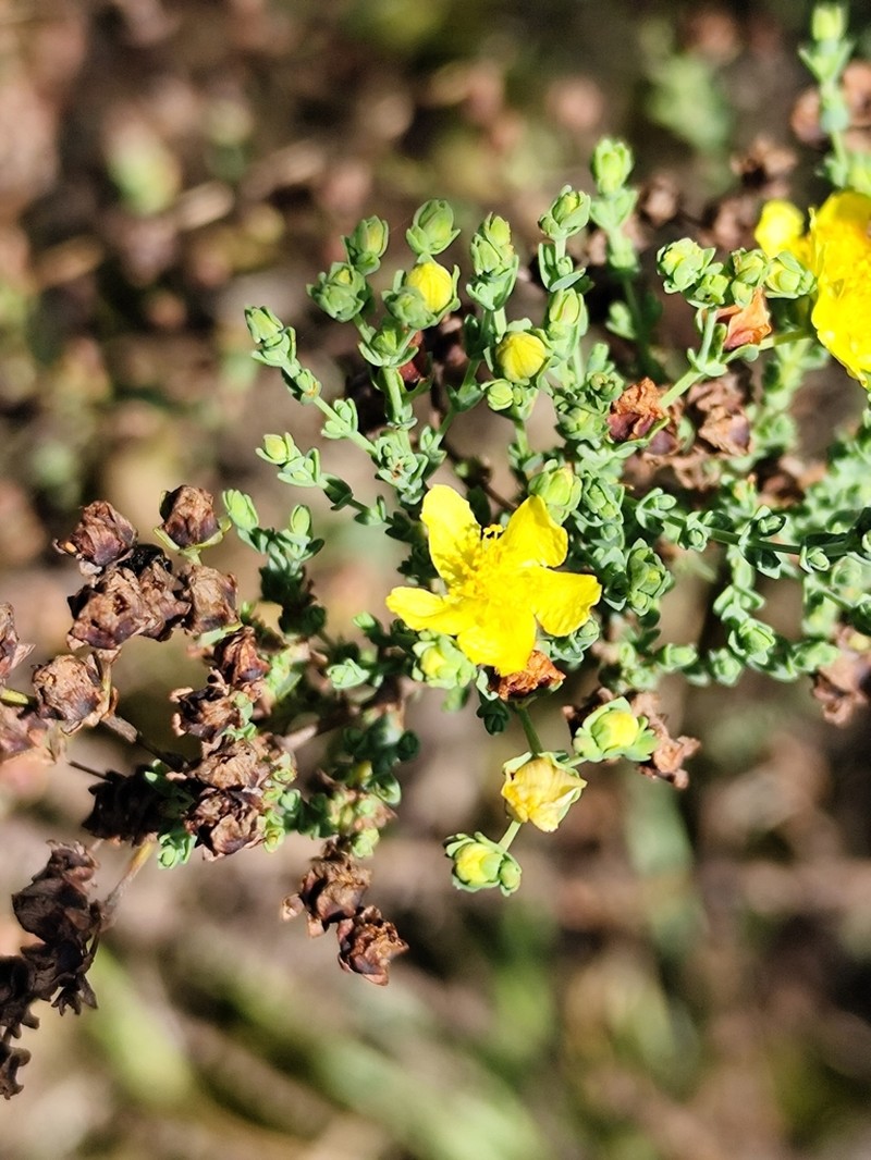 Hypericum salvadorense