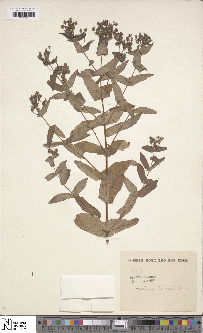 Hypericum sampsonii
