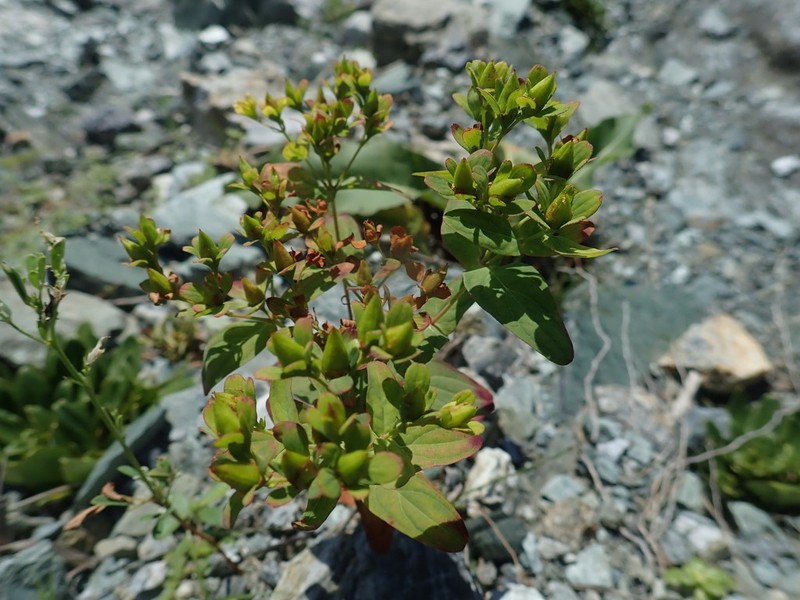 Hypericum sampsonii photo 2