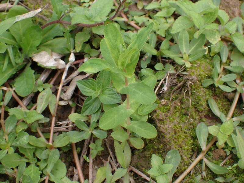 Hypericum sampsonii photo 3