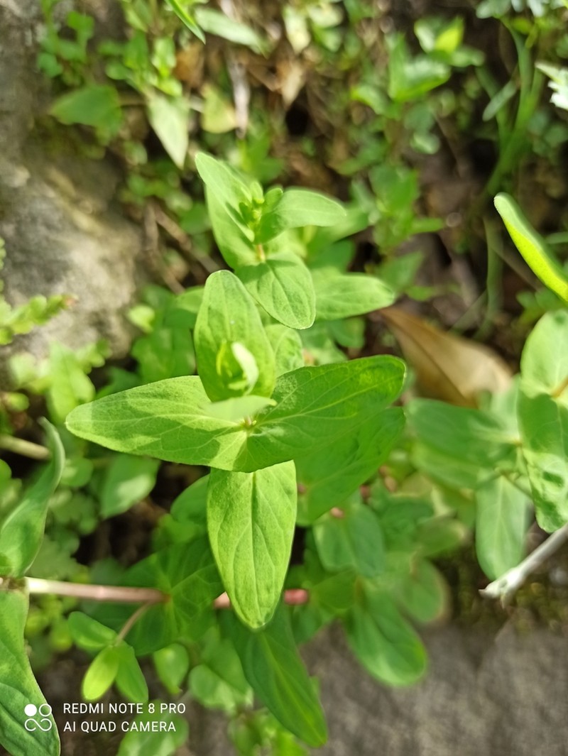 Hypericum sampsonii photo 4