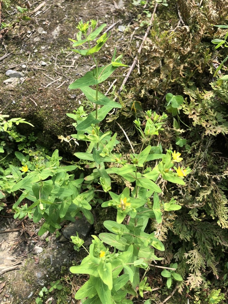 Hypericum sampsonii photo 5