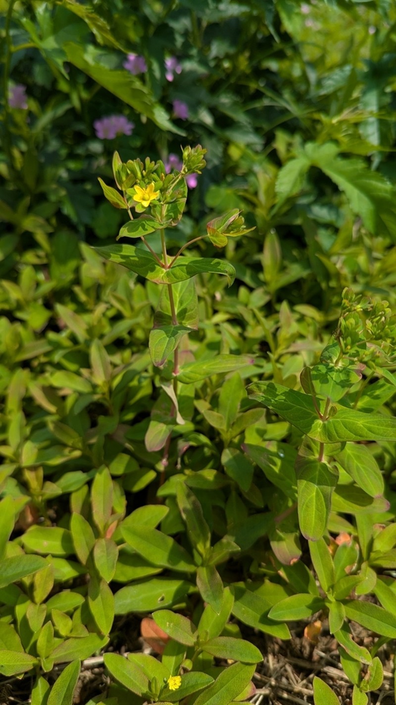 Hypericum sampsonii photo 6