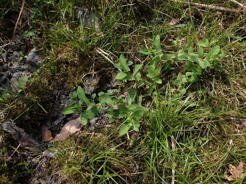 Hypericum sampsonii photo 7