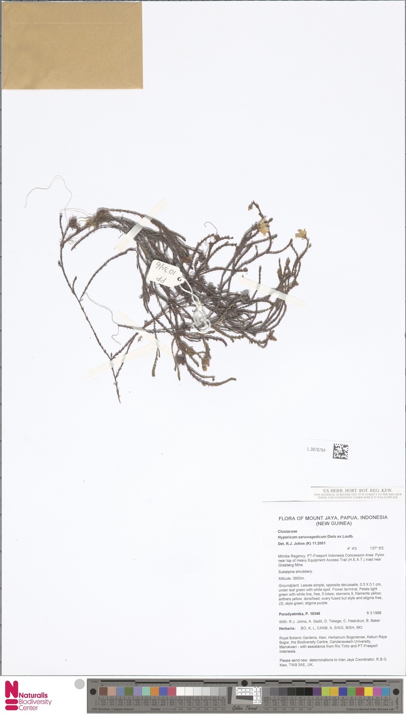 Hypericum saruwagedicum