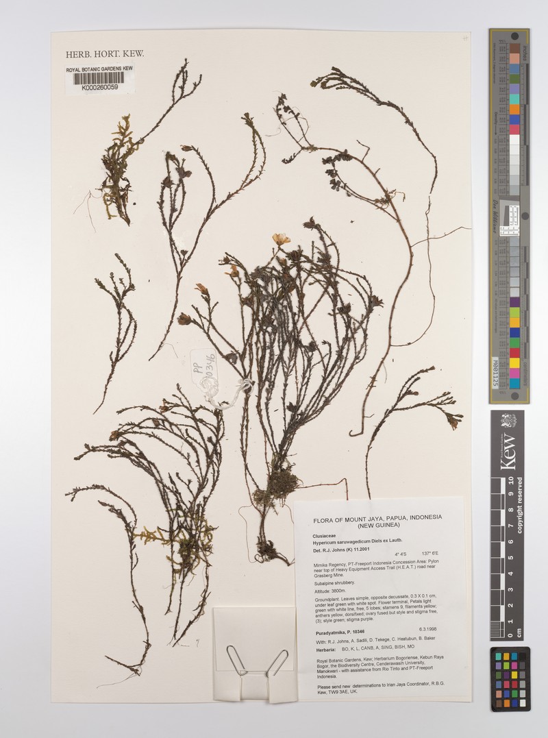 Hypericum saruwagedicum photo 2