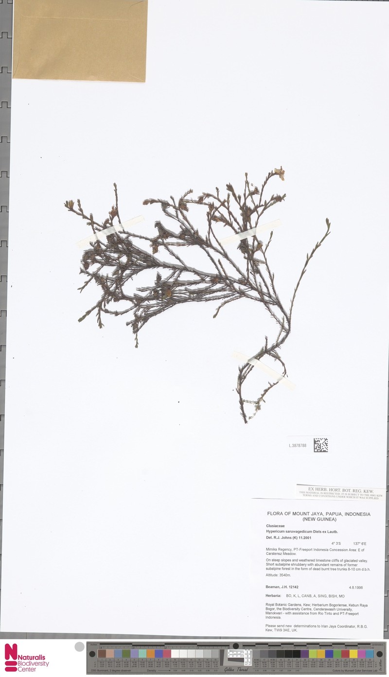 Hypericum saruwagedicum photo 3