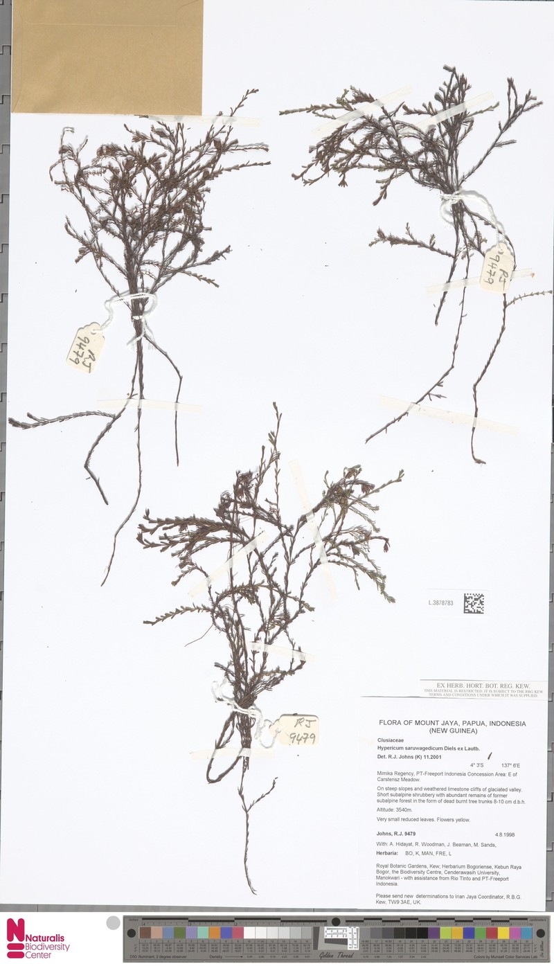 Hypericum saruwagedicum photo 4