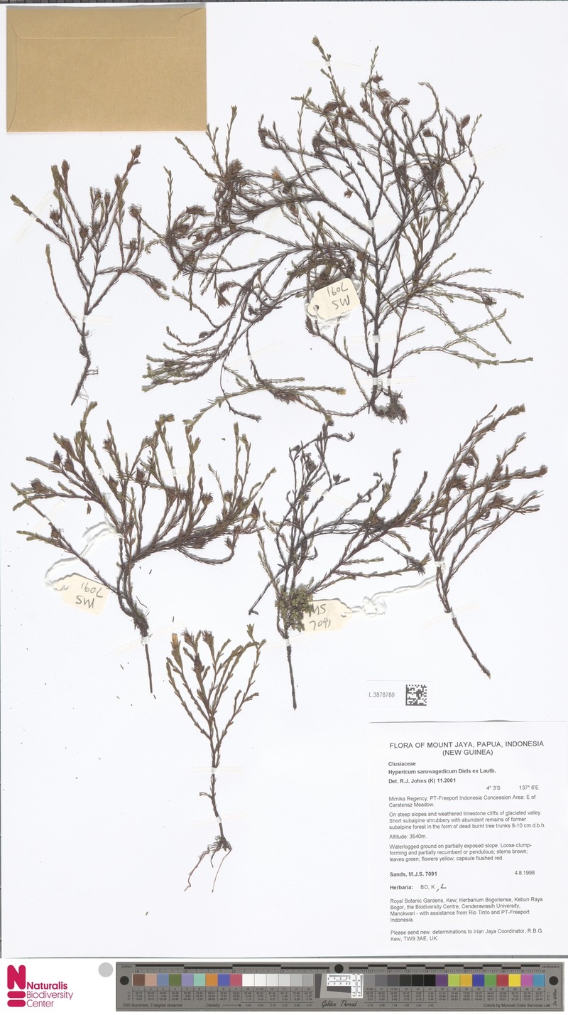 Hypericum saruwagedicum photo 5