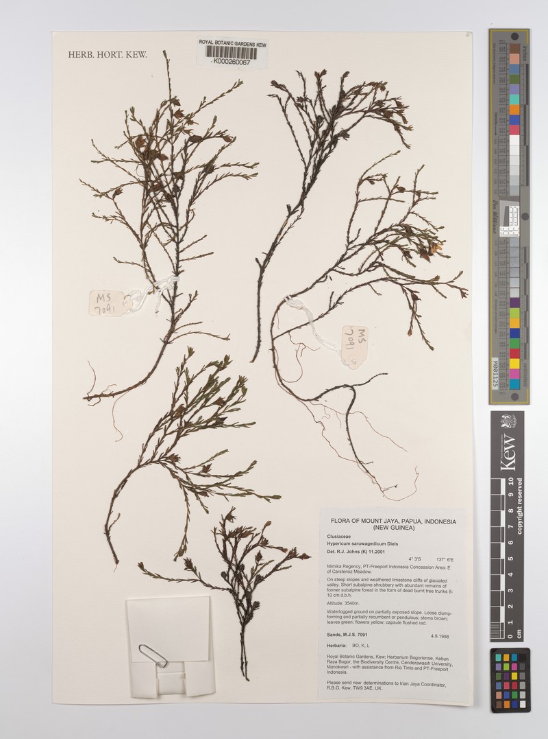 Hypericum saruwagedicum photo 6
