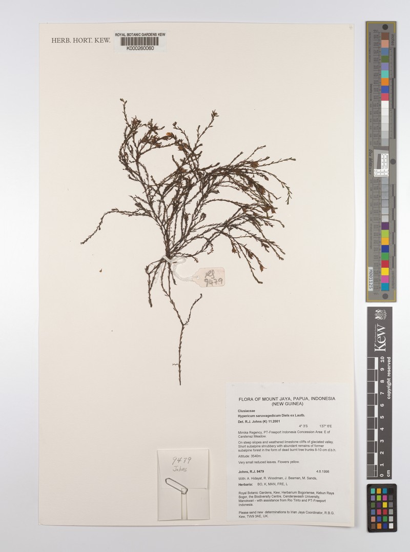 Hypericum saruwagedicum photo 7
