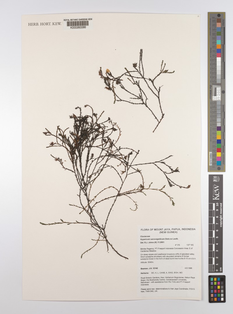 Hypericum saruwagedicum photo 8