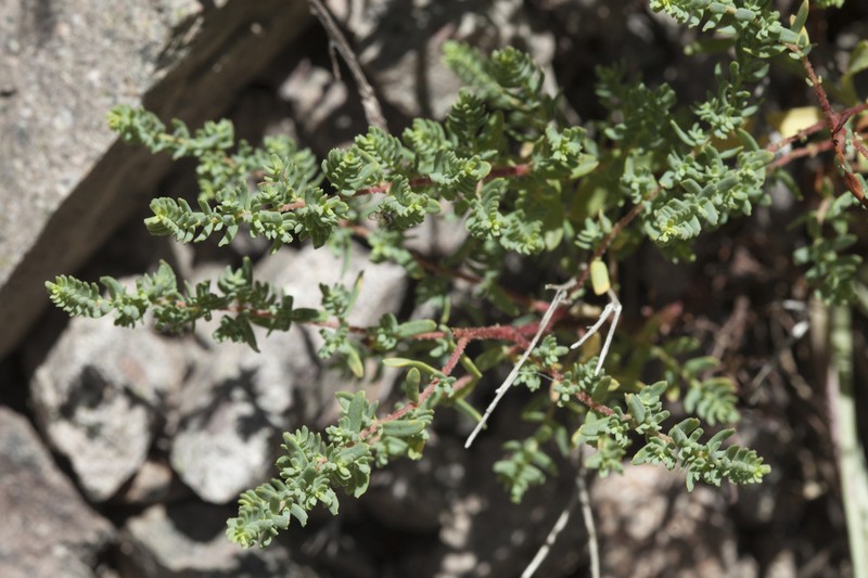 Hypericum scabrum