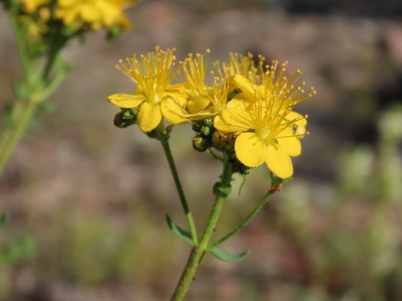 Hypericum scabrum photo 2