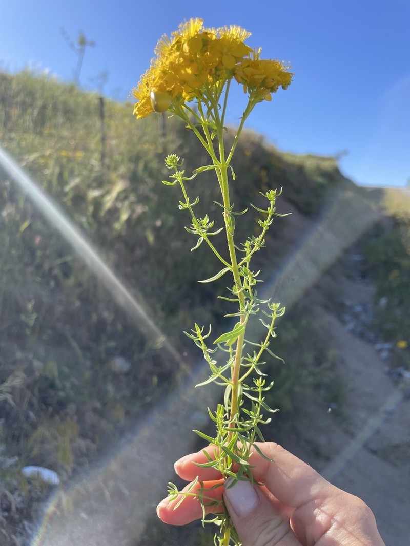 Hypericum scabrum photo 3