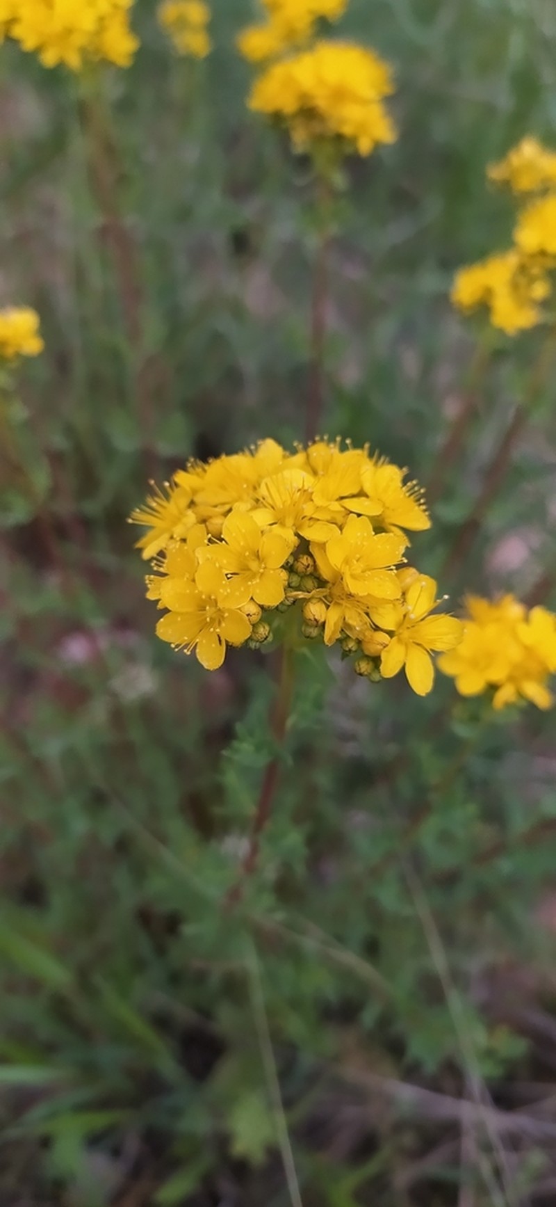 Hypericum scabrum photo 4