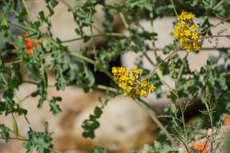 Hypericum scabrum photo 5