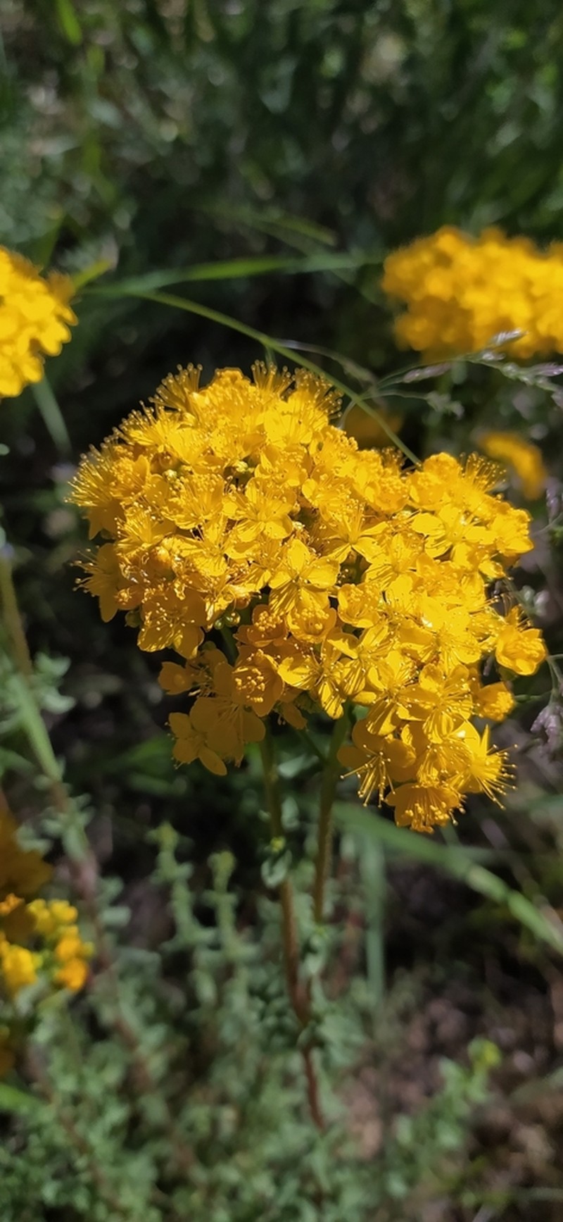 Hypericum scabrum photo 6