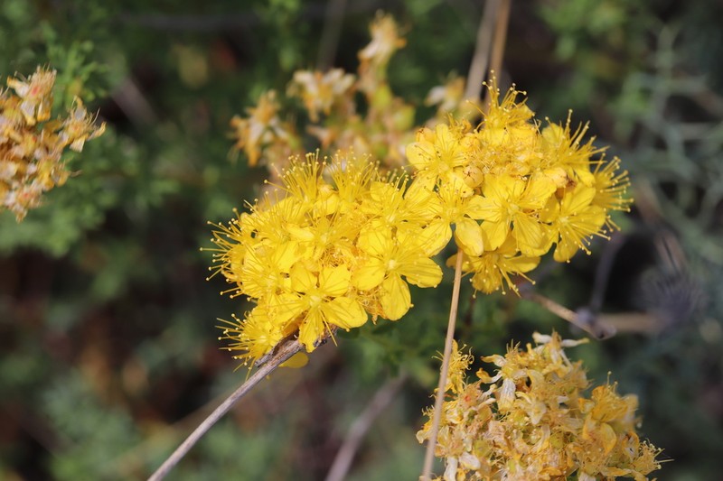 Hypericum scabrum photo 7