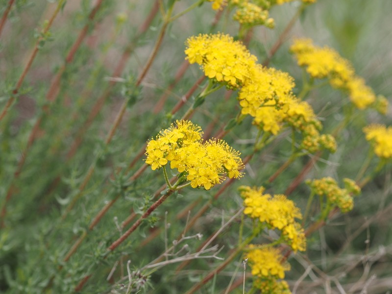 Hypericum scabrum photo 8
