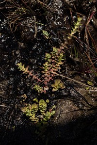 Hypericum scioanum