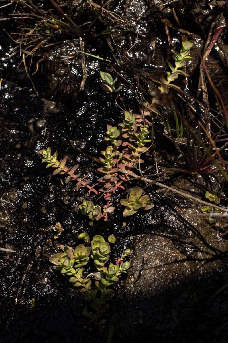 Hypericum scioanum