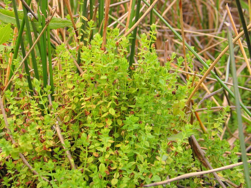 Hypericum scioanum photo 2