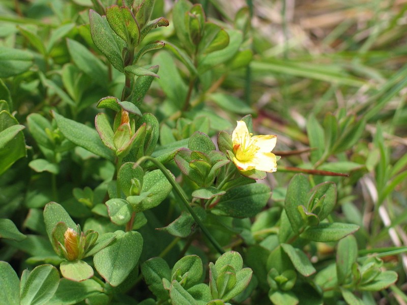 Hypericum scioanum photo 3