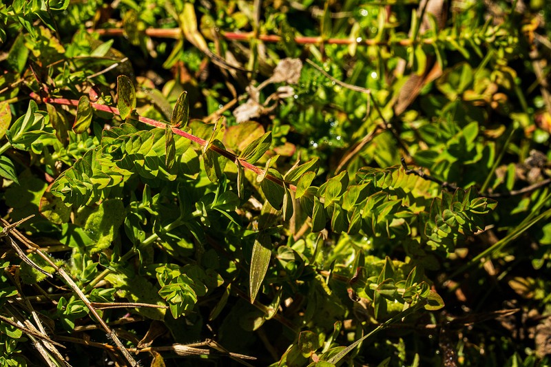 Hypericum scioanum photo 4