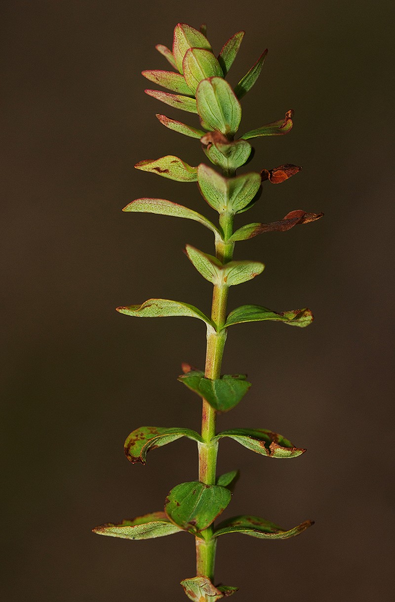 Hypericum scioanum photo 5