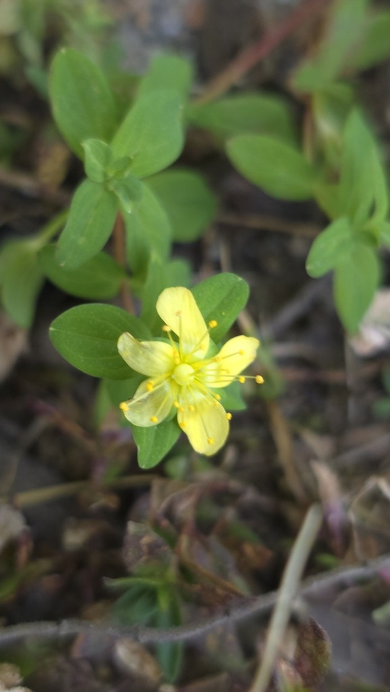Hypericum scioanum photo 7