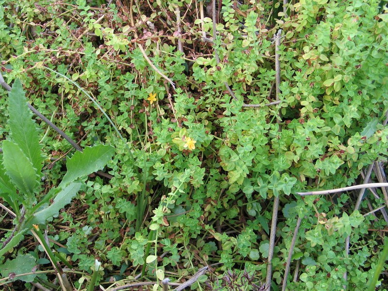 Hypericum scioanum photo 8
