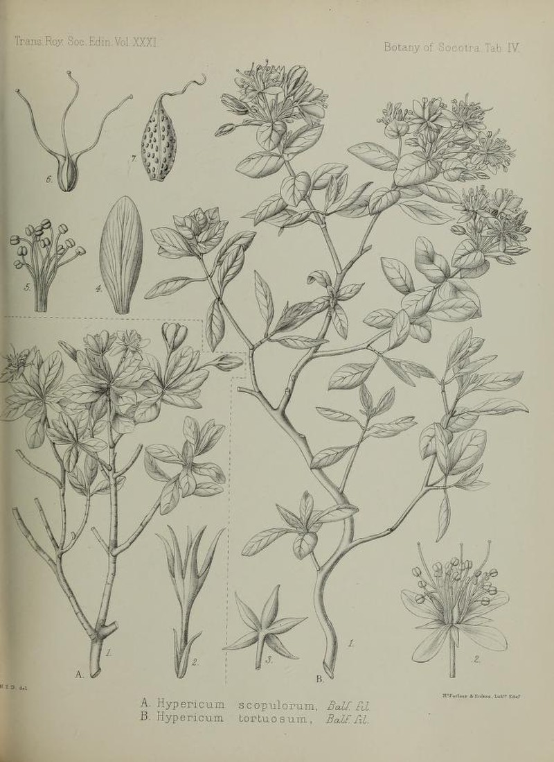 Hypericum scopulorum