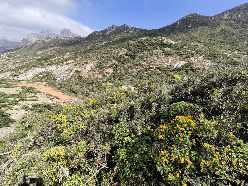 Hypericum scopulorum photo 2