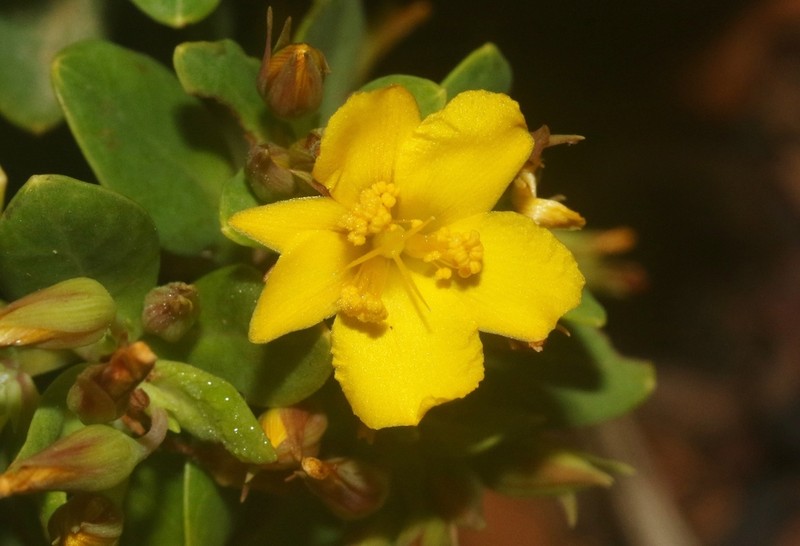 Hypericum scopulorum photo 3