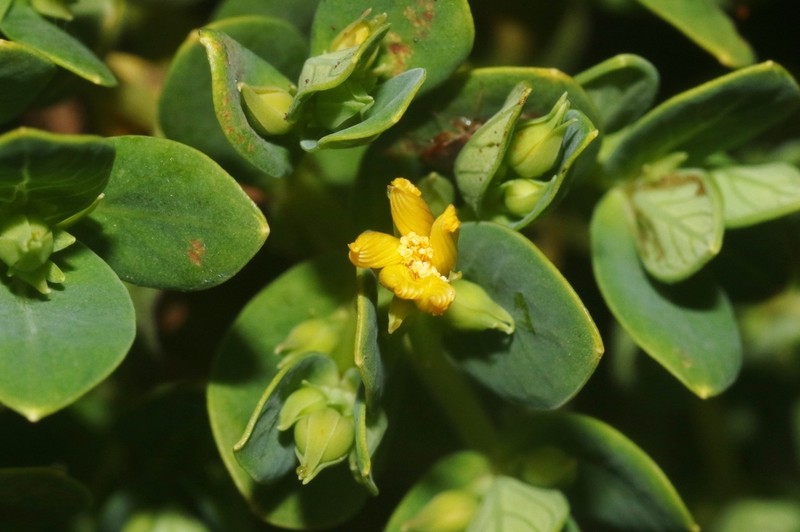 Hypericum scopulorum photo 4