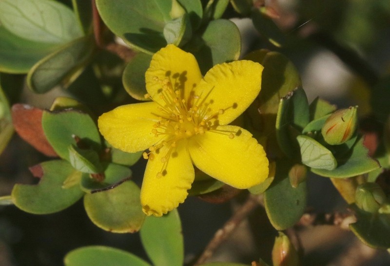 Hypericum scopulorum photo 5
