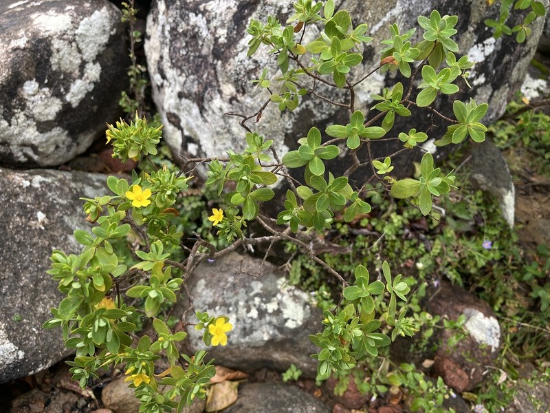 Hypericum scopulorum photo 6