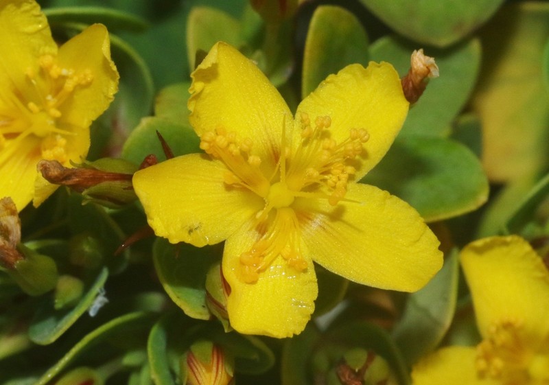 Hypericum scopulorum photo 7