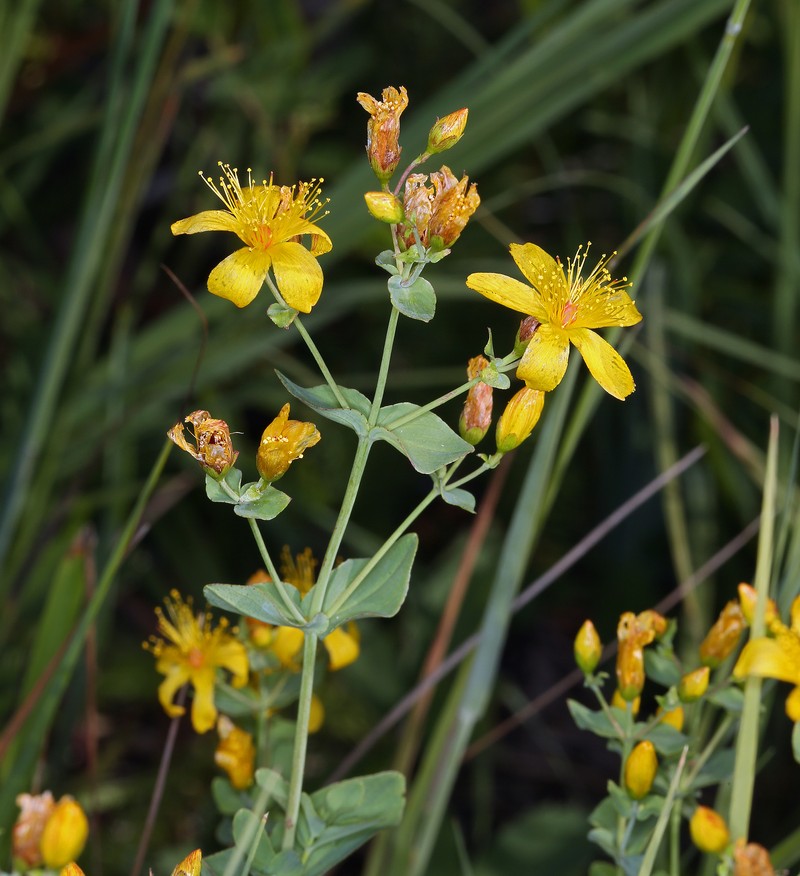 Scouler's St. Johnswort