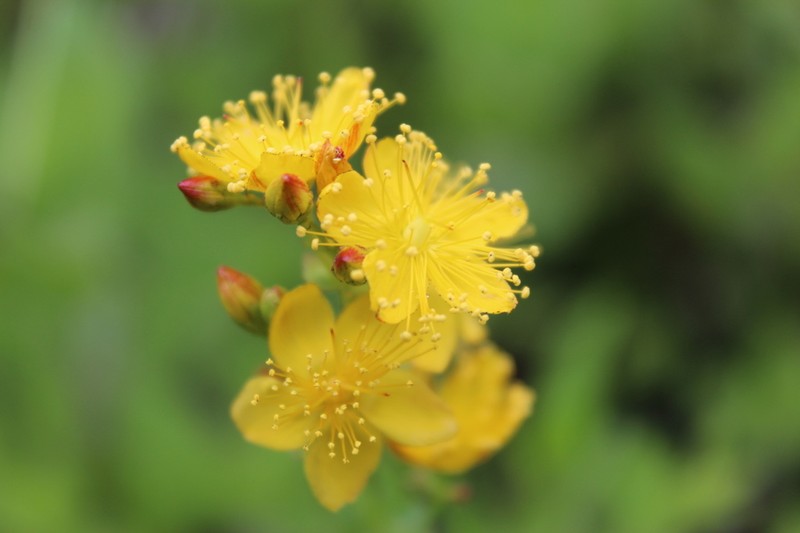 Scouler's St. Johnswort
