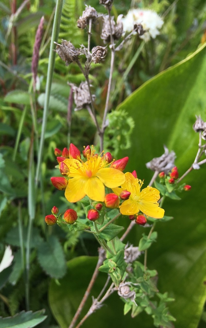 Scouler's St. Johnswort photo 2