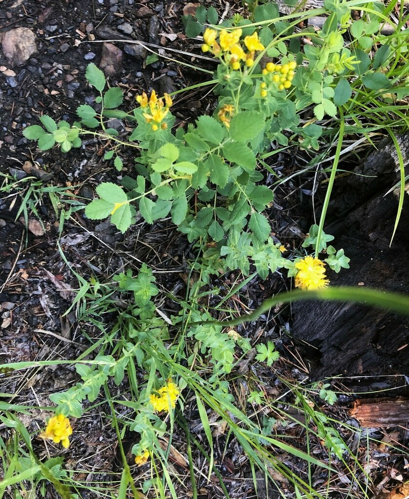 Scouler's St. Johnswort photo 3