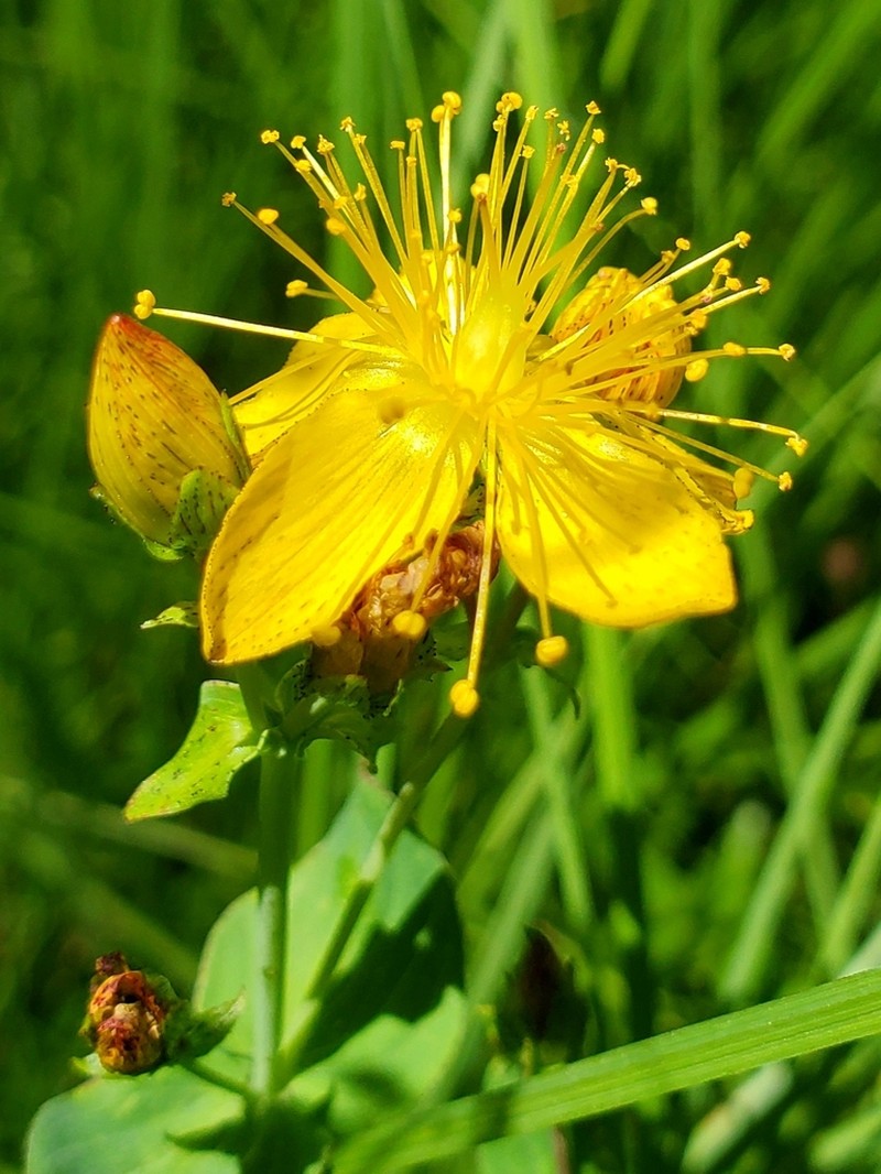Scouler's St. Johnswort photo 4