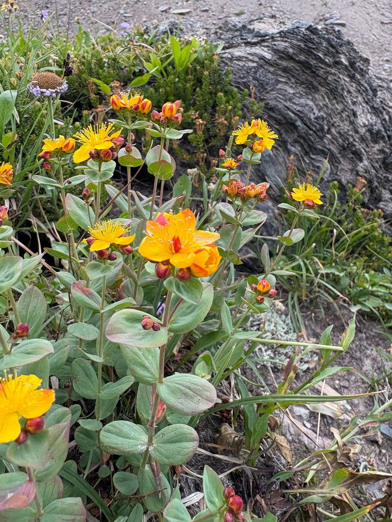 Scouler's St. Johnswort photo 5