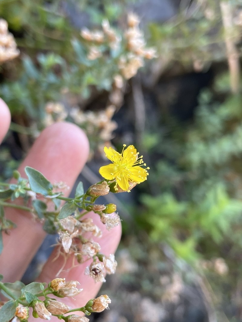 Scouler's St. Johnswort photo 6