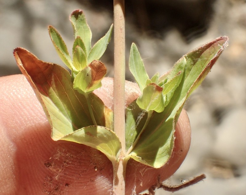 Scouler's St. Johnswort photo 7