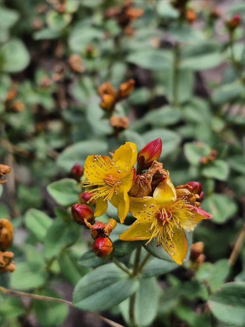 Scouler's St. Johnswort photo 8