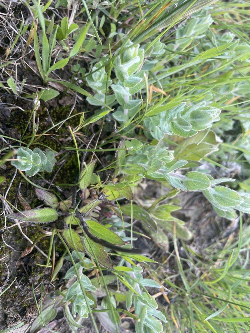 Hypericum scruglii photo 2